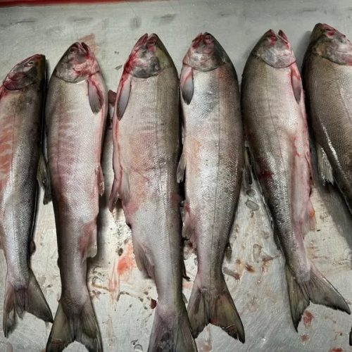 tradeboardd23sqA_img